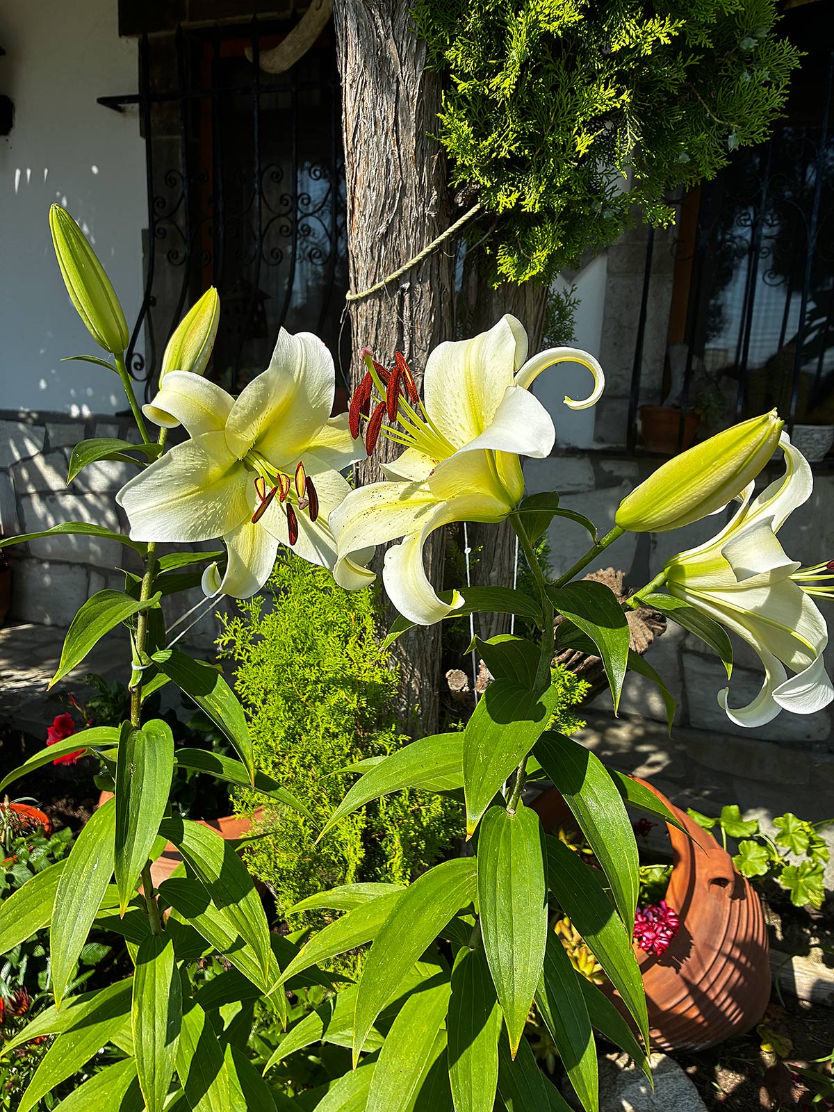 White lilies blooming near the studios at Bloomora.